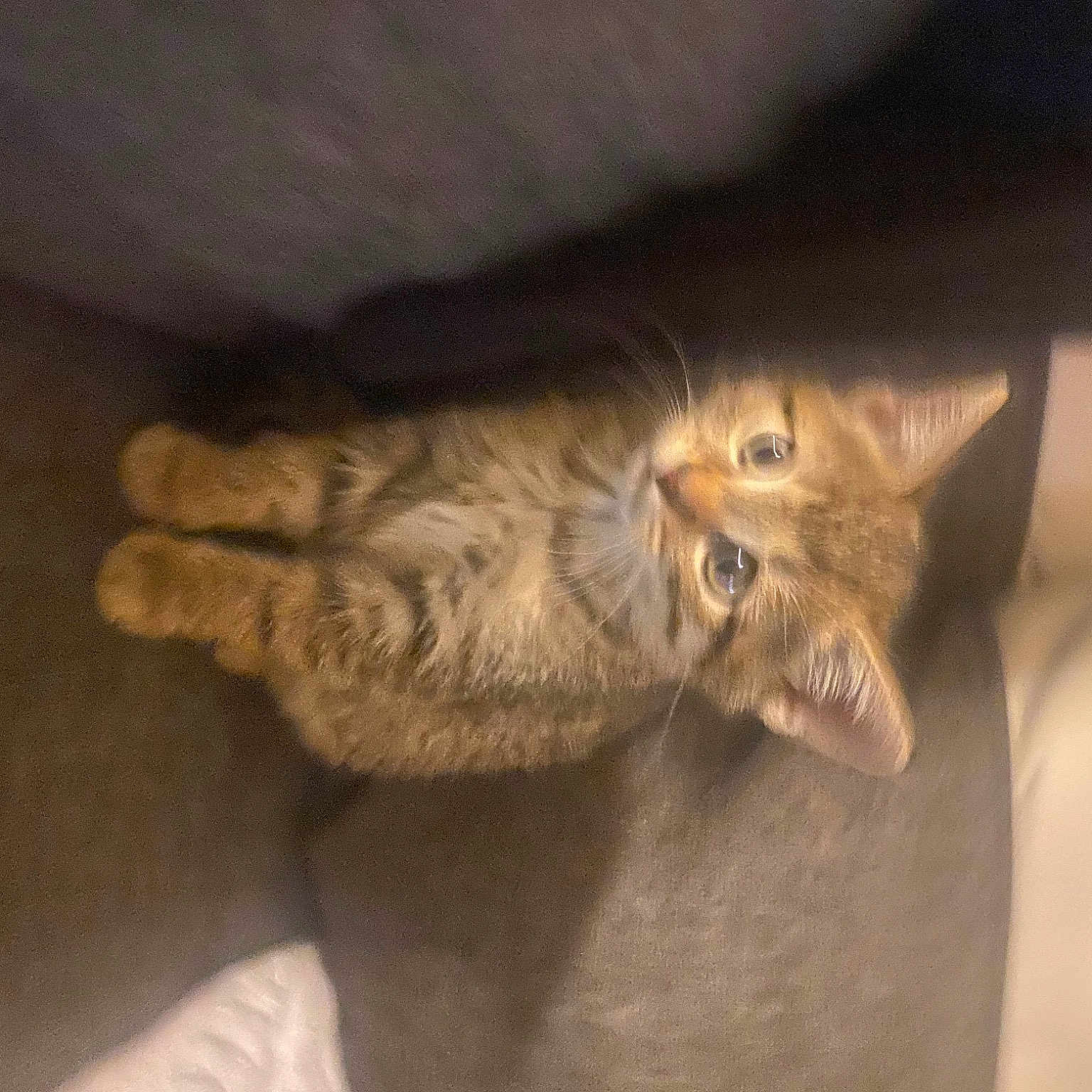 Minoche