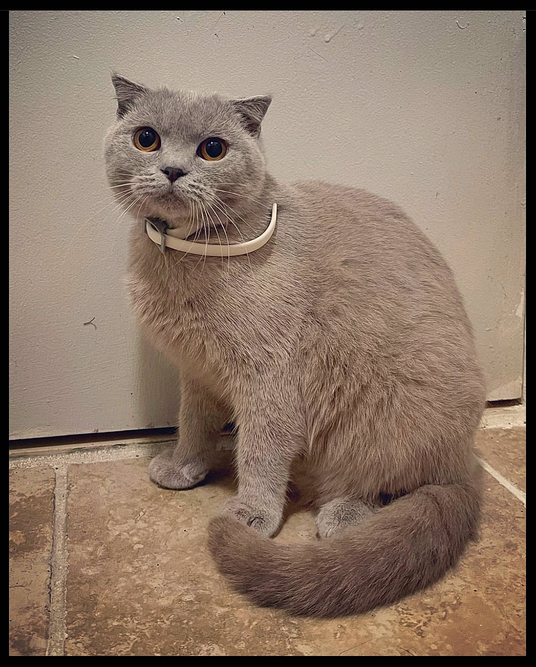 Dior is registered to the contest to win money with this photo: art, carnivore, cat, domestic_short_haired_cat, eye, felidae, font, fur, grey, head, monochrome_photography, organism, paw, rectangle, small_to_medium_sized_cats, snout, tail, terrestrial_animal, whiskers, window