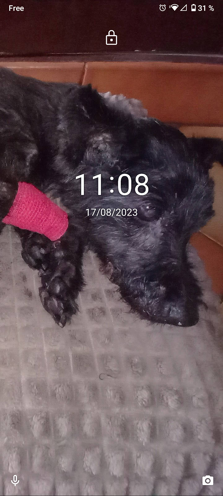 Brendille participe au concours pour gagner de l'argent avec cette photo : canidae, carnivore, collar, companion_dog, dog, dog_breed, dog_supply, fashion_accessory, felidae, font, fur, grey, liver, pattern, pet_supply, snout, sporting_group, tail, terrestrial_animal, woolen