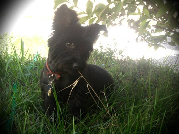 Brendille participe au concours pour gagner de l'argent avec cette photo : backlighting, canidae, carnivore, companion_dog, dog, dog_breed, dog_collar, fawn, fur, grass, guard_dog, lens_flare, light, plant, sporting_group, tail, tints_and_shades, tree, whiskers, working_animal