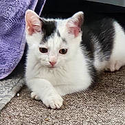 Rufus joined the competition — help win amazing prizes! animal, black_and_white, blanket, carpet, cat, cute, domestic, ears, fur, indoor, kitten, lying_down, mammal, paws, pet, portrait, resting, small, whiskers, young
