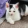 animal, black_and_white, blanket, carpet, cat, cute, domestic, ears, fur, indoor, kitten, lying_down, mammal, paws, pet, portrait, resting, small, whiskers, young