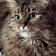 Shasha a rejoint le concours — aidez-le/la à gagner de superbes lots ! alert, animal, cat, close_up, cute, domestic_cat, eyes, face, feline, fluffy, fur, green_eyes, indoor, looking, mammal, pet, portrait, soft_fur, tabby, whiskers