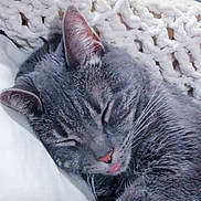 Puffins joined the competition — help win amazing prizes! cat, gray_cat, sleeping, tongue_out, knitted_blanket, white_pillow, close_up, indoor, pet, feline, resting, cute, cozy, fur, whiskers, animal, domestic_cat, relaxed, portrait, soft_texture