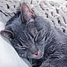 animal, cat, close_up, cozy, cute, domestic_cat, feline, fur, gray_cat, indoor, knitted_blanket, pet, portrait, relaxed, resting, sleeping, soft_texture, tongue_out, whiskers, white_pillow