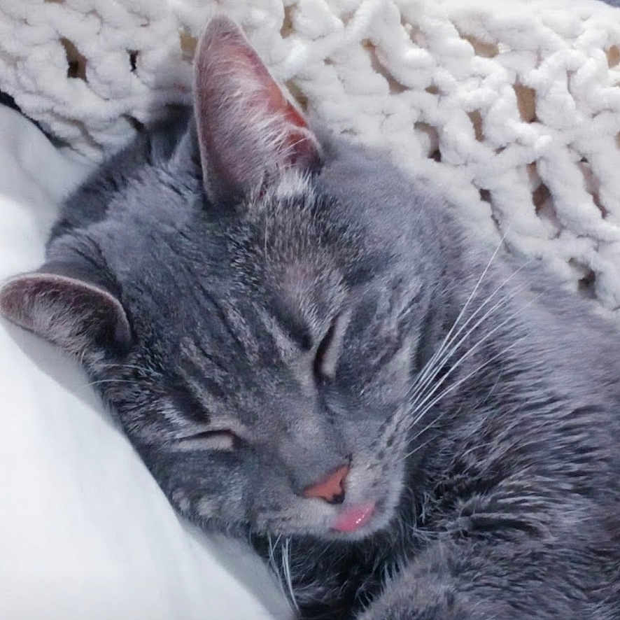 Puffins joined the competition — help win amazing prizes! cat, gray_cat, sleeping, tongue_out, knitted_blanket, white_pillow, close_up, indoor, pet, feline, resting, cute, cozy, fur, whiskers, animal, domestic_cat, relaxed, portrait, soft_texture
