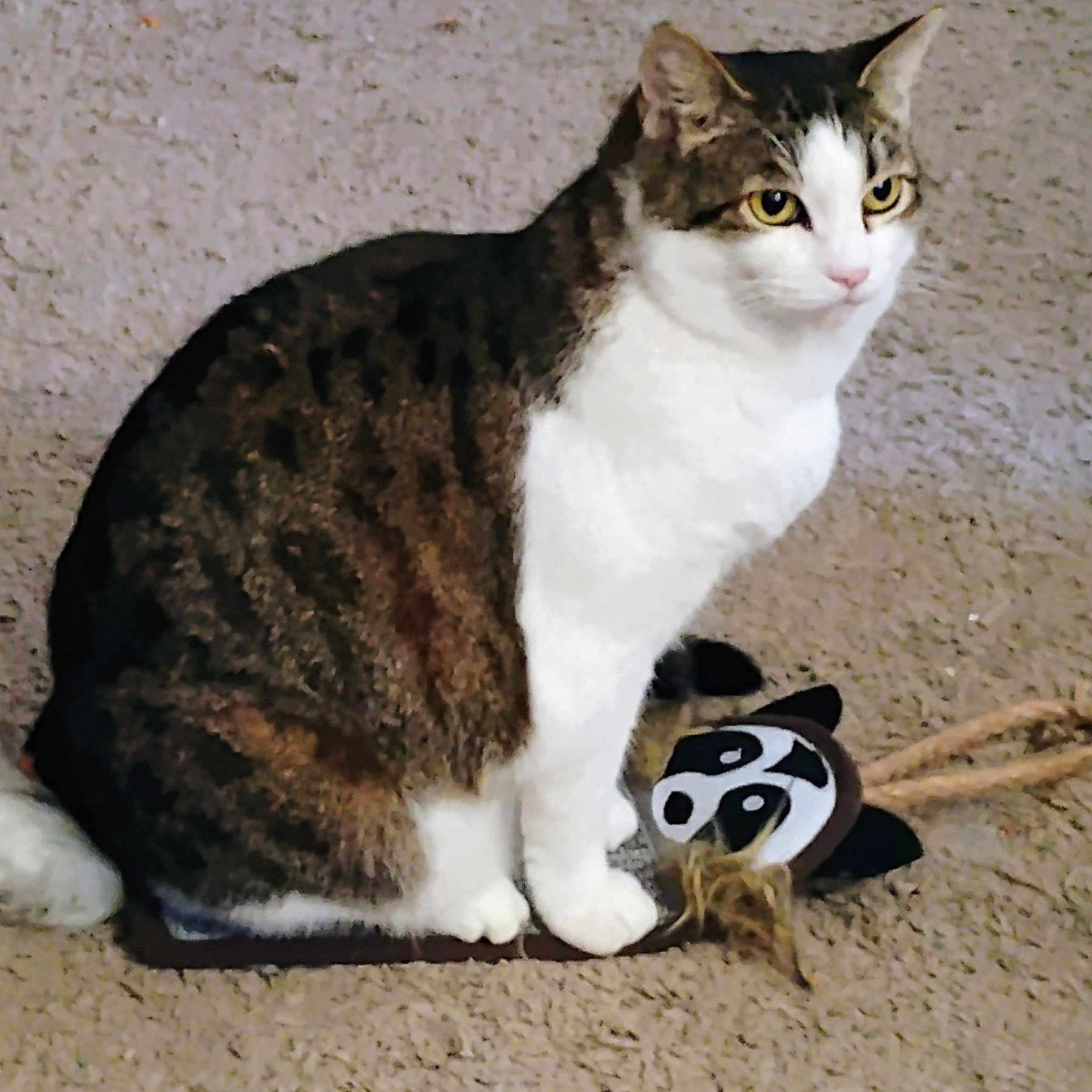 Jazzy Mae