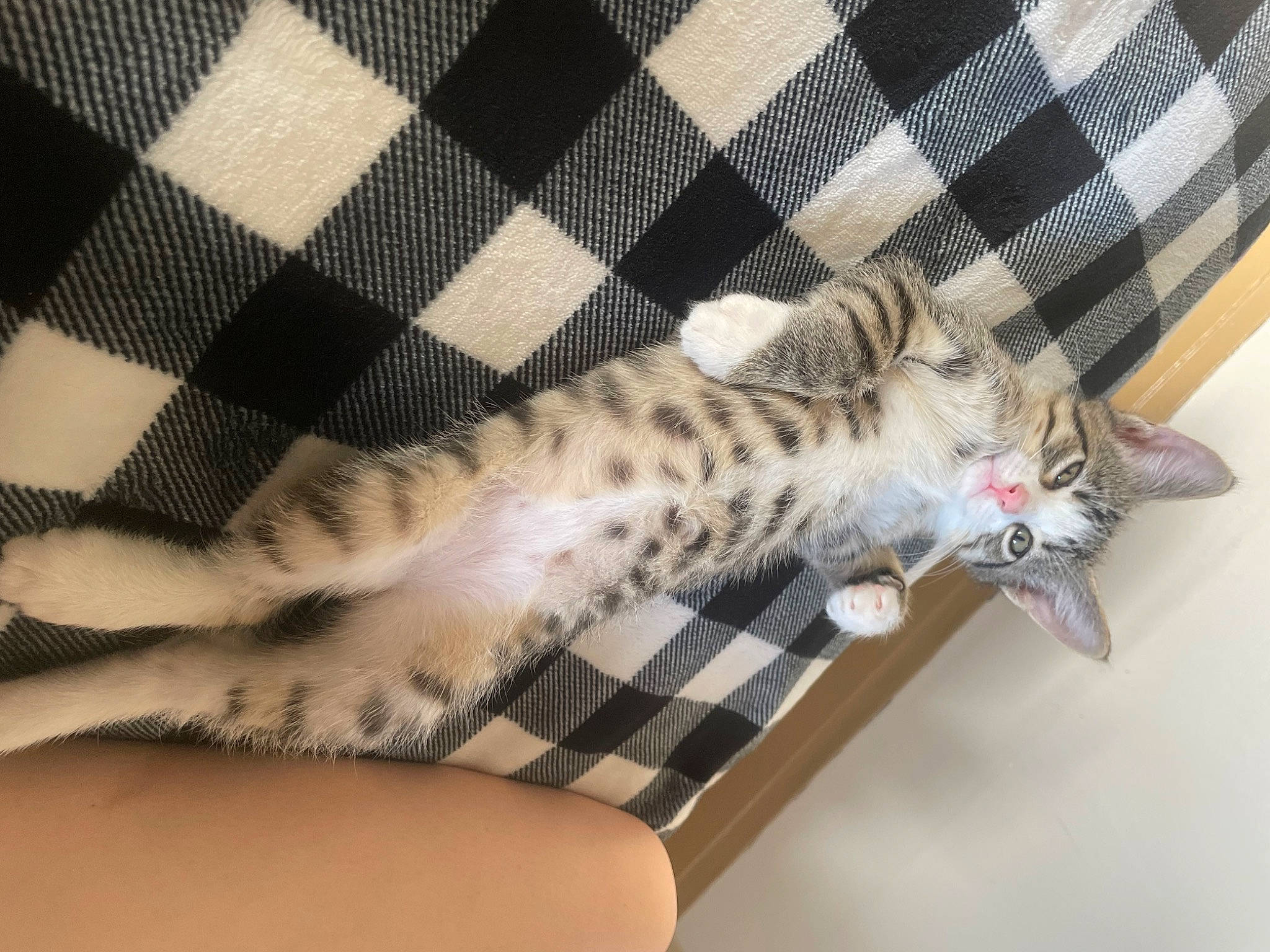 Einstein joined the competition — help win amazing prizes! carnivore, cat, claw, comfort, domestic_short_haired_cat, fawn, felidae, foot, fur, human_leg, leg, nail, pattern, paw, plaid, small_to_medium_sized_cats, tail, tartan, thigh, whiskers