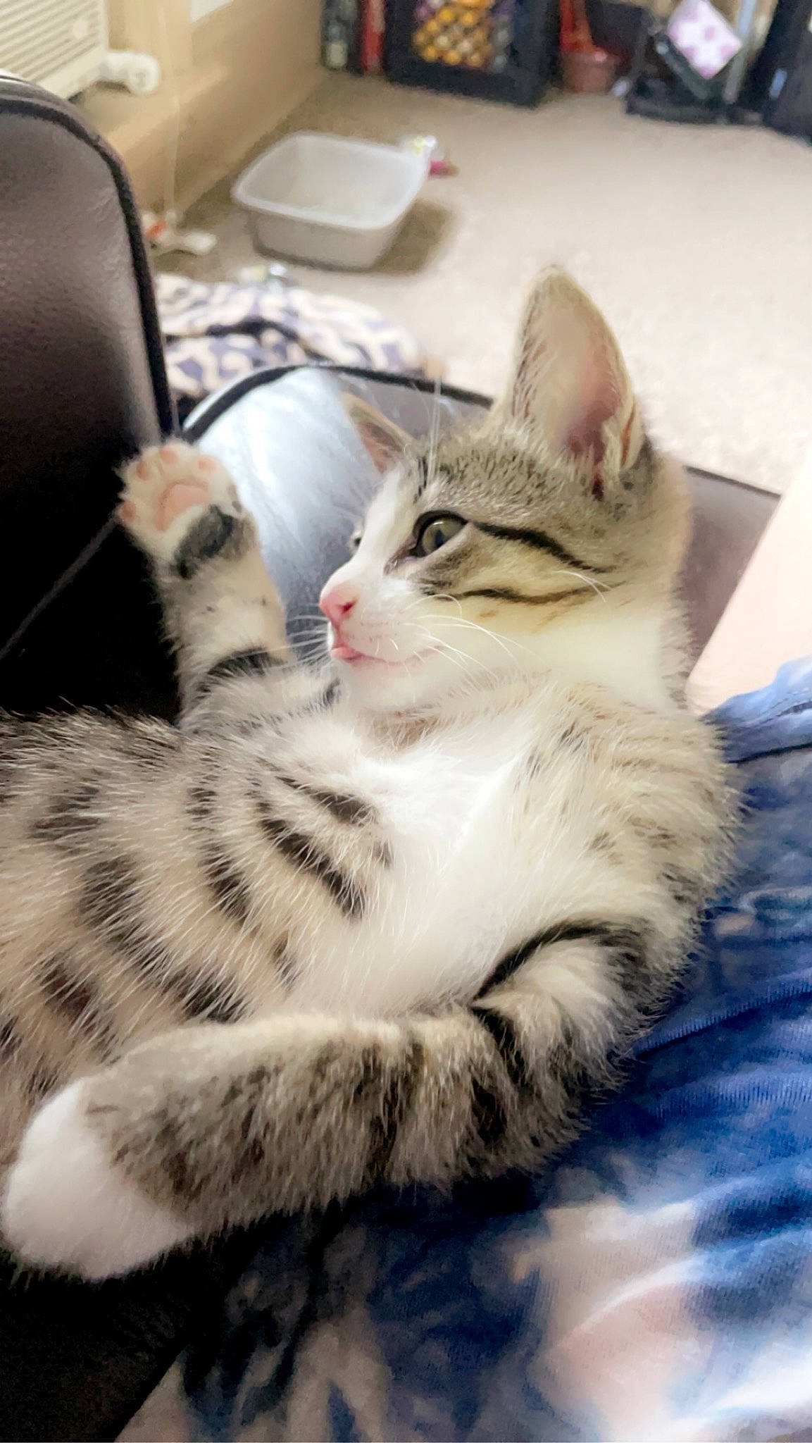 Einstein is registered to the contest to win money with this photo: carnivore, cat, chair, claw, comfort, domestic_short_haired_cat, felidae, fur, paw, sitting, small_to_medium_sized_cats, snout, tail, terrestrial_animal, whiskers