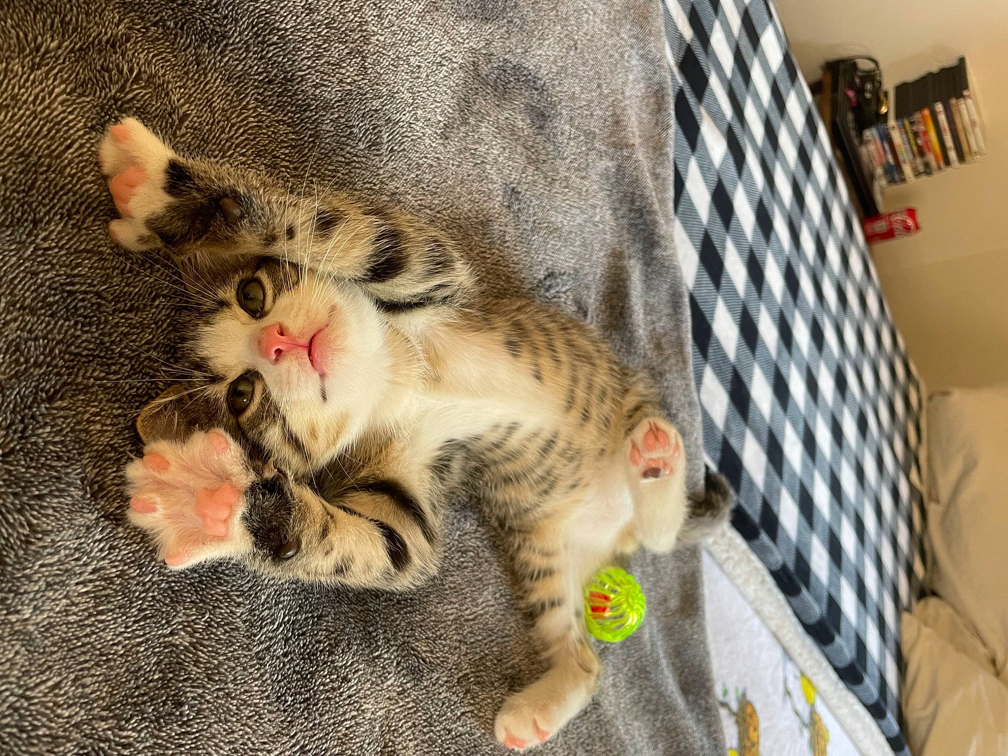 Einstein is registered to the contest to win money with this photo: animal_shelter, carnivore, cat, claw, comfort, domestic_short_haired_cat, felidae, foot, fur, linens, pattern, paw, small_to_medium_sized_cats, tail, terrestrial_animal, whiskers