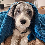 Petey is registered to the contest to win money with this photo: dog, blanket, cozy, indoor, brown, blue, fur, pet, cute, portrait, canine, snuggled, comfort, soft, animal, looking, relaxed, home, fur_texture, collar