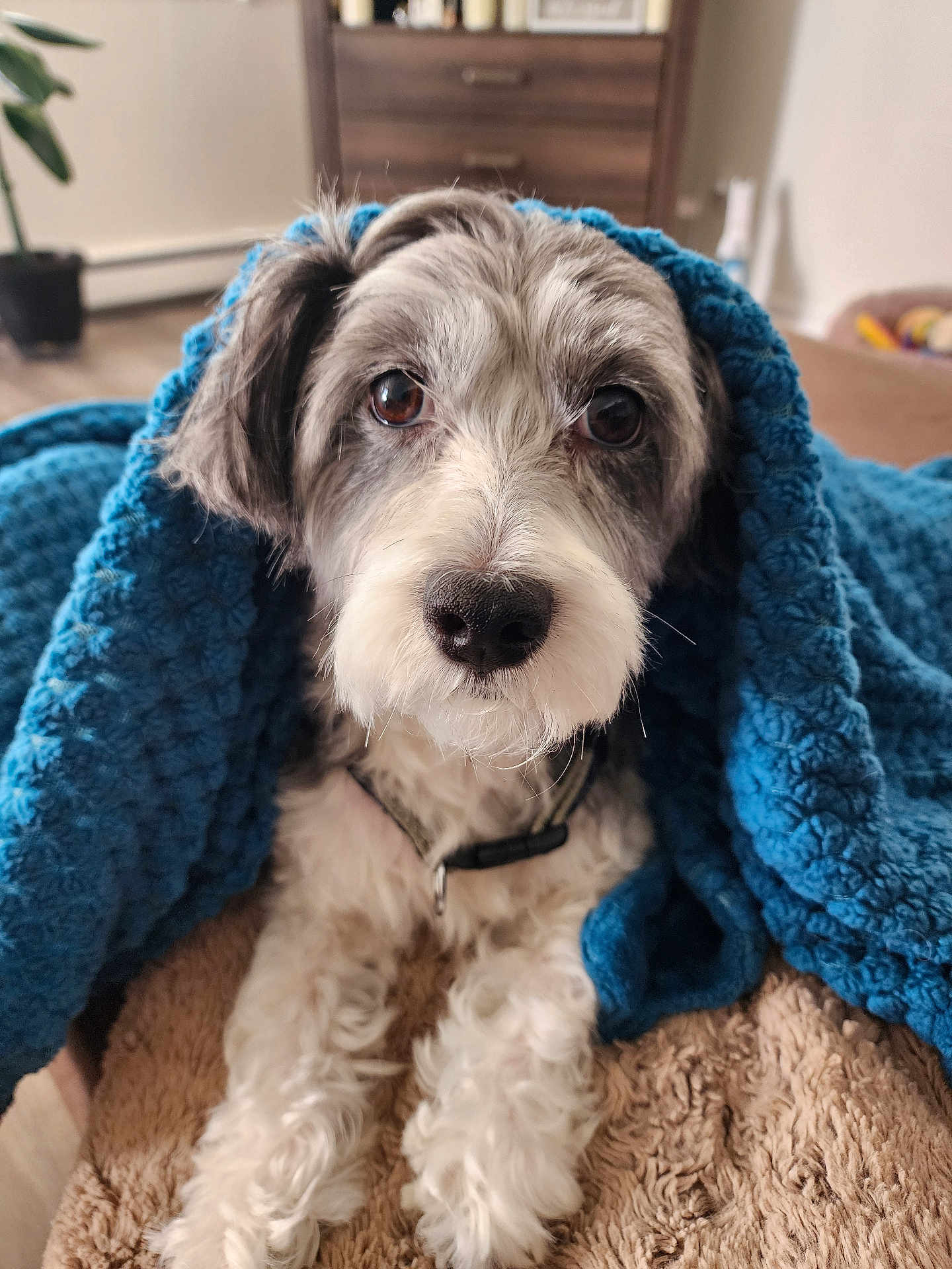 Petey is registered to the contest to win money with this photo: dog, blanket, cozy, indoor, brown, blue, fur, pet, cute, portrait, canine, snuggled, comfort, soft, animal, looking, relaxed, home, fur_texture, collar