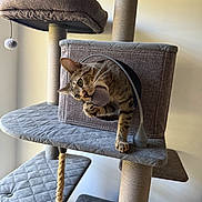 Oliver is registered to the contest to win money with this photo: cat, tabby_cat, cat_tree, cat_toy, pom_pom, playful, pet, indoor, furniture, cozy, quilted, sisal_rope, cubby, scratching_post, animal, cute, curious, whiskers, claws, paw