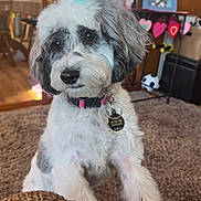 Sophie joined the competition — help win amazing prizes! carpet, collar, cute, dog, fluffy, furniture, gray_fur, heart_decorations, home, indoors, living_room, looking_at_camera, party_hat, pet, photography, portrait, puppy, sitting, tag, white_fur