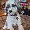 carpet, collar, cute, dog, fluffy, furniture, gray_fur, heart_decorations, home, indoors, living_room, looking_at_camera, party_hat, pet, photography, portrait, puppy, sitting, tag, white_fur