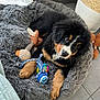 animal, canine, dog, dogbed, pet