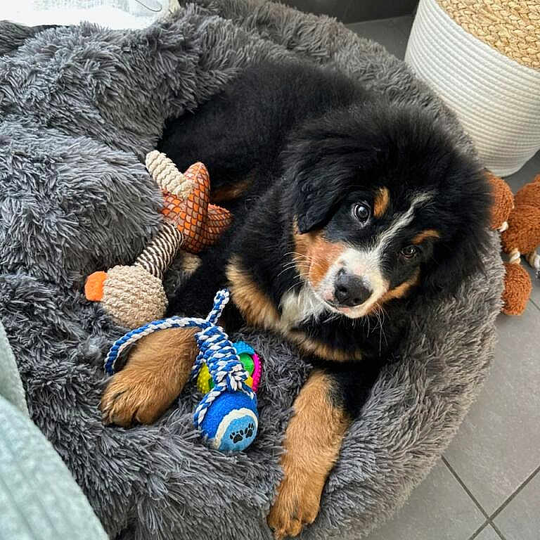 Romeo participe au concours pour gagner de l'argent avec cette photo : animal, canine, dog, dogbed, pet