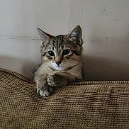 Dino is registered to the contest to win money with this photo: cat, kitten, tabby, couch, furniture, indoor, pet, animal, curious, cute, feline, resting, paw, young, cozy, texture, wall, small, domestic, looking