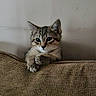 cat, kitten, tabby, couch, furniture, indoor, pet, animal, curious, cute, feline, resting, paw, young, cozy, texture, wall, small, domestic, looking