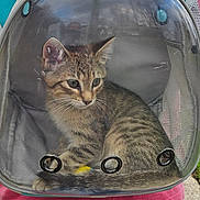 Dino joined the competition — help win amazing prizes! animal, backpack, cat, closeup, container, curious, daylight, grass, kitten, mesh, outdoor, person_wearing_backpack, pet, pet_carrier, sidewalk, sitting, tabby, transparent, ventilation_holes, young_cat