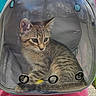 animal, backpack, cat, closeup, container, curious, daylight, grass, kitten, mesh, outdoor, person_wearing_backpack, pet, pet_carrier, sidewalk, sitting, tabby, transparent, ventilation_holes, young_cat