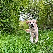 Romeo a rejoint le concours — aidez-le/la à gagner de superbes lots ! animal, canine, dog, field, goldenretriever, grass, grassland, green, grove, herbal, herbs, land, nature, outdoors, pet, plant, puppy, tree, vegetation, woodland
