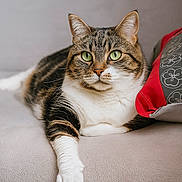 Maïa participe au concours pour gagner de l'argent avec cette photo : animal, cat, closeup, couch, cute, domestic_cat, feline, green_eyes, home, indoor, paw, pet, pillow, portrait, relaxed, resting, soft_texture, striped_fur, tabby_cat, whiskers