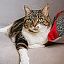 animal, cat, closeup, couch, cute, domestic_cat, feline, green_eyes, home, indoor, paw, pet, pillow, portrait, relaxed, resting, soft_texture, striped_fur, tabby_cat, whiskers