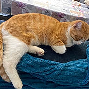 Minouche participe au concours pour gagner de l'argent avec cette photo : animal, blanket, blue_blanket, cat, cozy, domestic_animal, feline, floral_pattern, fur, indoor, orange_cat, paw, pet, relaxation, resting, sleeping_cat, table, tablecloth, tail, white_cat