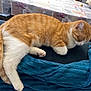 animal, blanket, blue_blanket, cat, cozy, domestic_animal, feline, floral_pattern, fur, indoor, orange_cat, paw, pet, relaxation, resting, sleeping_cat, table, tablecloth, tail, white_cat