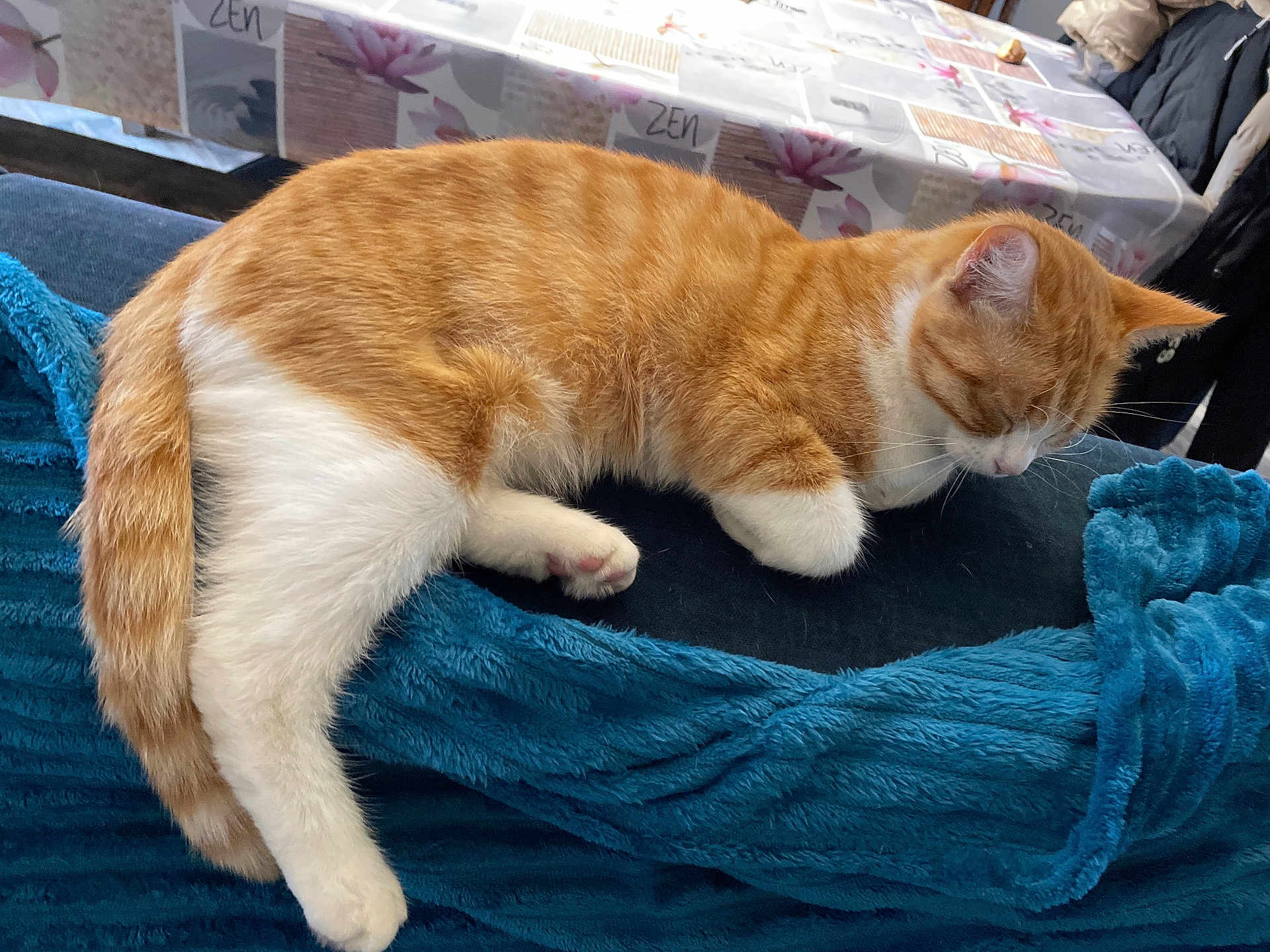 Minouche participe au concours pour gagner de l'argent avec cette photo : animal, blanket, blue_blanket, cat, cozy, domestic_animal, feline, floral_pattern, fur, indoor, orange_cat, paw, pet, relaxation, resting, sleeping_cat, table, tablecloth, tail, white_cat