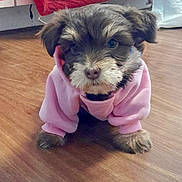 Darla joined the competition — help win amazing prizes! adorable, animal, brown_fur, canine, clothing, cute, dog, domestic_animal, ears, face, fluffy, front_paws, fur, indoor, pet, pink_hoodie, puppy, small_dog, wooden_floor, young_dog