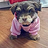 adorable, animal, brown_fur, canine, clothing, cute, dog, domestic_animal, ears, face, fluffy, front_paws, fur, indoor, pet, pink_hoodie, puppy, small_dog, wooden_floor, young_dog
