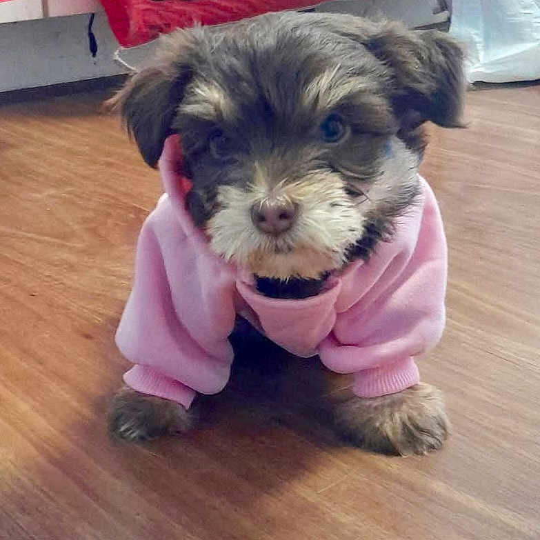 Darla joined the competition — help win amazing prizes! adorable, animal, brown_fur, canine, clothing, cute, dog, domestic_animal, ears, face, fluffy, front_paws, fur, indoor, pet, pink_hoodie, puppy, small_dog, wooden_floor, young_dog