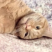 Maxwell is registered to the contest to win money with this photo: cat, tabby, beige, whiskers, lying_down, blanket, soft_texture, relaxed, pet, feline, indoor, close_up, cute, sleepy, cozy, fur, animal, portrait, resting, curious