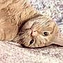 cat, tabby, beige, whiskers, lying_down, blanket, soft_texture, relaxed, pet, feline, indoor, close_up, cute, sleepy, cozy, fur, animal, portrait, resting, curious