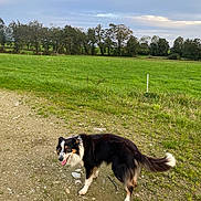 Oliver participe au concours pour gagner de l'argent avec cette photo : dog, black_and_white, outdoor, field, grass, cloudy_sky, path, canine, happy, tongue_out, nature, rural, pet, animal, walking, greenery, trees, daylight, tail, fur