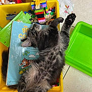 Unaya a rejoint le concours — aidez-le/la à gagner de superbes lots ! book, building_blocks, cat, cozy, cute, feline, floor_tiles, gray_fur, indoor, kitten, paw, pet, playroom, relaxed, sleeping, soft_fur, striped_fur, toys, whiskers, yellow_bin