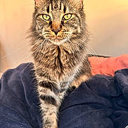 Unaya a rejoint le concours — aidez-le/la à gagner de superbes lots ! cat, tabby, feline, pet, animal, fur, whiskers, eyes, paw, blanket, indoor, cozy, soft, closeup, portrait, walking, striped, yellow_eyes, warm_light, focused