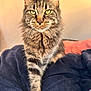 cat, tabby, feline, pet, animal, fur, whiskers, eyes, paw, blanket, indoor, cozy, soft, closeup, portrait, walking, striped, yellow_eyes, warm_light, focused