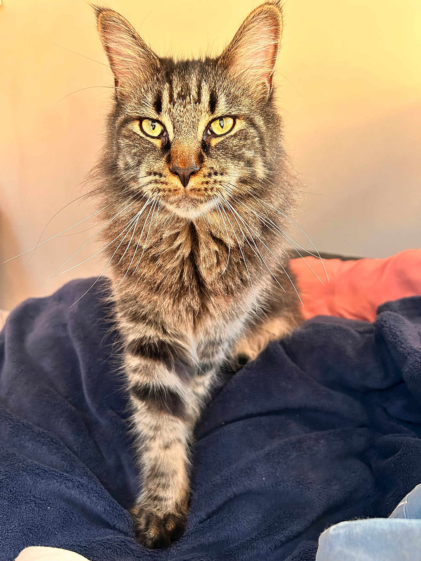 Unaya a rejoint le concours — aidez-le/la à gagner de superbes lots ! cat, tabby, feline, pet, animal, fur, whiskers, eyes, paw, blanket, indoor, cozy, soft, closeup, portrait, walking, striped, yellow_eyes, warm_light, focused