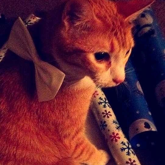 Nala is registered to the contest to win money with this photo: