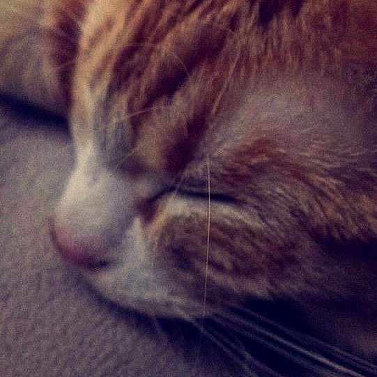 Nala