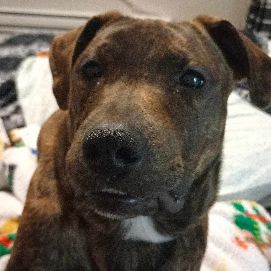 Buddy joined the competition — help win amazing prizes! animal, blanket, brindle, canine, close_up, companion, curious, dog, domestic_animal, ears, face, fur, household, indoor, muzzle, nose, pet, portrait, resting, window