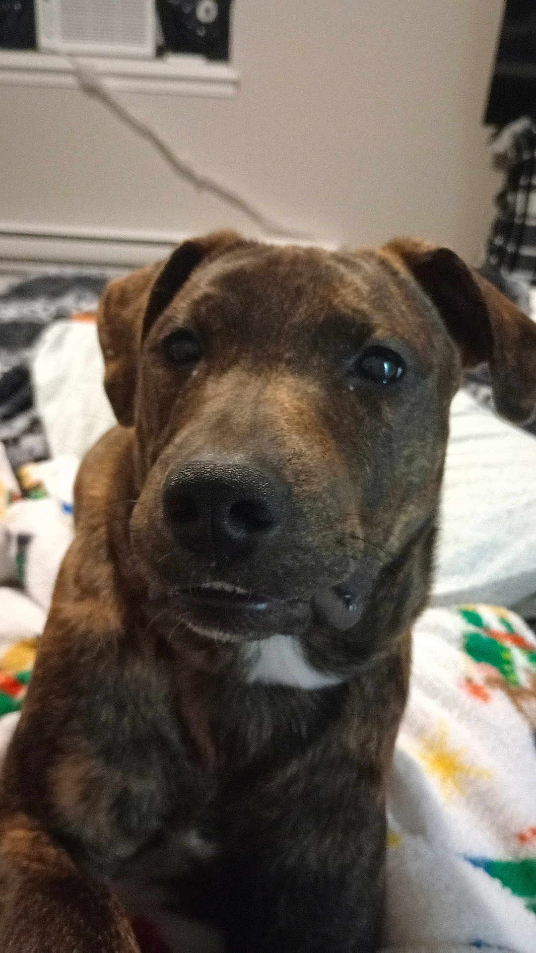 Buddy