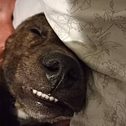 Buddy is registered to the contest to win money with this photo: dog, close_up, sleeping, blanket, nose, teeth, cozy, indoor, pet, animal, snuggled, floral_pattern, resting, cute, brown_fur, face, smile, domestic, relaxed, quiet