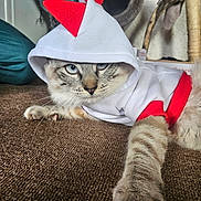 Iko a rejoint le concours — aidez-le/la à gagner de superbes lots ! animal, blue_eyes, carpet, cat, closeup, costume, cute, domestic, feline, fur, hoodie, indoor, mischievous, paw, pet, playful, red, relaxed, stretching, white