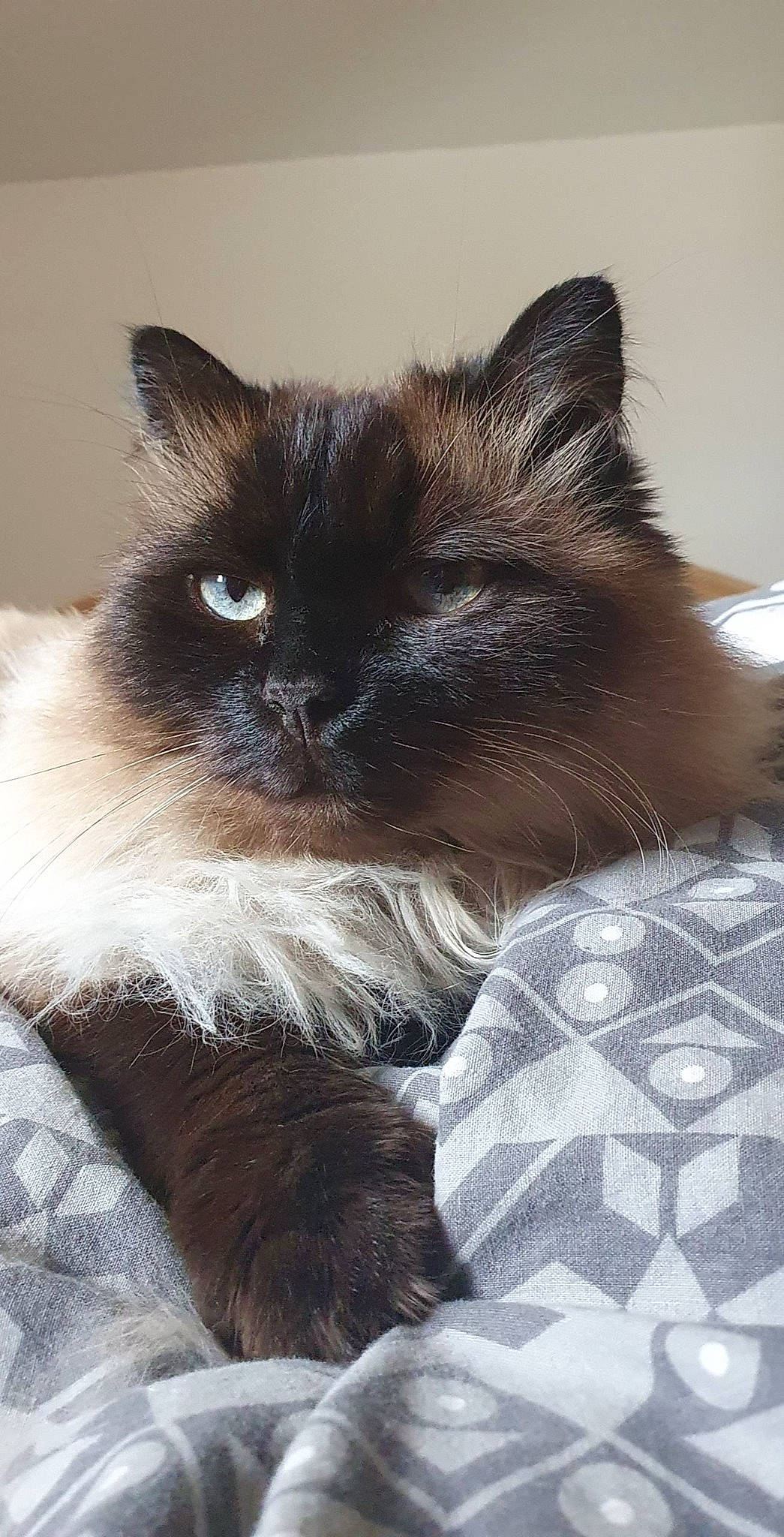 Flocon a rejoint le concours — aidez-le/la à gagner de superbes lots ! balinese, birman, carnivore, cat, comfort, fawn, felidae, flooring, fur, iris, pattern, siamese, small_to_medium_sized_cats, snout, tail, terrestrial_animal, thai, whiskers