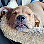 Rubble is registered to the contest to win money with this photo: puppy, dog, sleeping, pet, cozy, bed, fluffy, car_interior, seatbelt, closeup, cute, tongue_out, animal, resting, fur, ears, nose, whiskers, soft_texture, relaxation