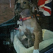 Rubble is registered to the contest to win money with this photo: dog, window, rain, car, collar, pet, indoor, wet, reflection, flag, union_jack, seat, animal, looking_out, raindrops, brown, white_paw, cozy, bed, vehicle